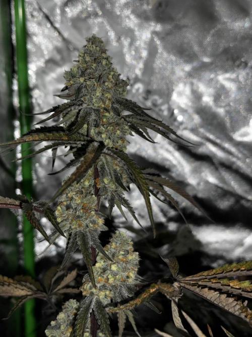 winter wonderland. Week 6 - day 48 | 12/1