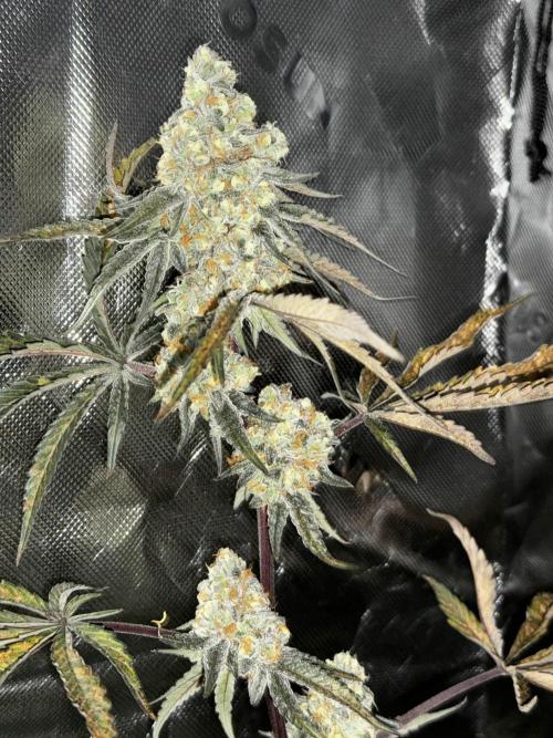 winter wonderland. Week 6 - day 48 | 12/1