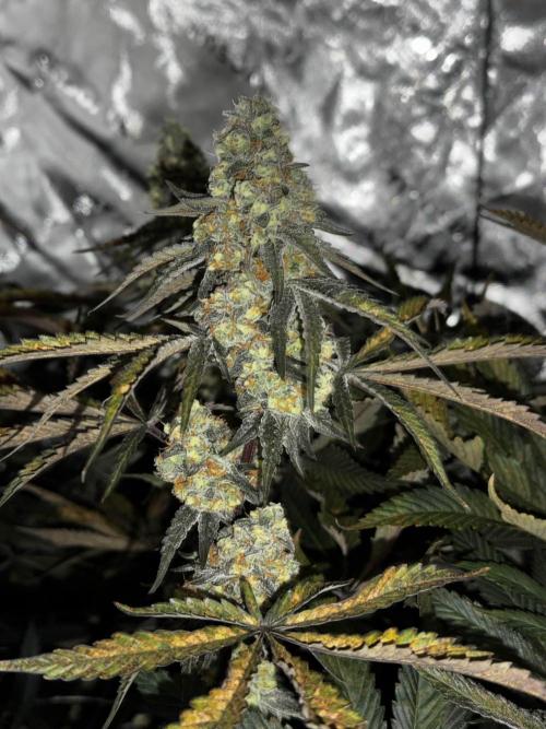 winter wonderland. Week 6 - day 48 | 12/1