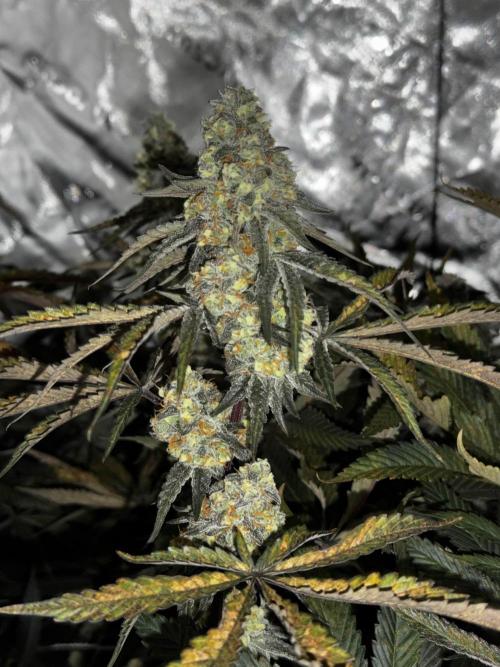 winter wonderland. Week 6 - day 48 | 12/1