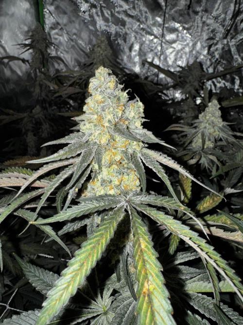 winter wonderland. Week 6 - day 48 | 12/1