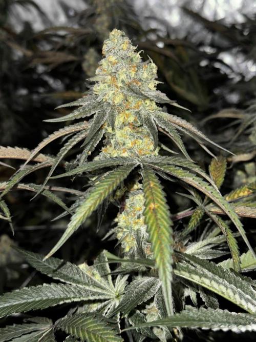 winter wonderland. Week 6 - day 48 | 12/1