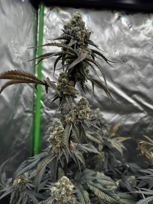 winter wonderland. Week 7 - day 49 | 12/2