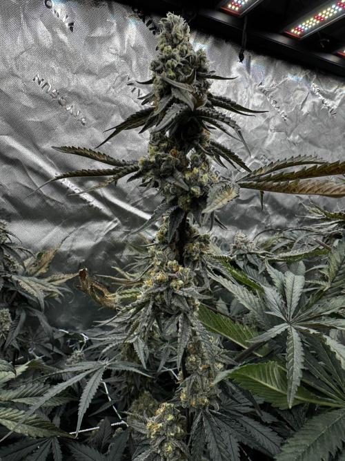 winter wonderland. Week 7 - day 49 | 12/2