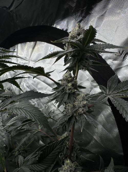 winter wonderland. Week 7 - day 49 | 12/2