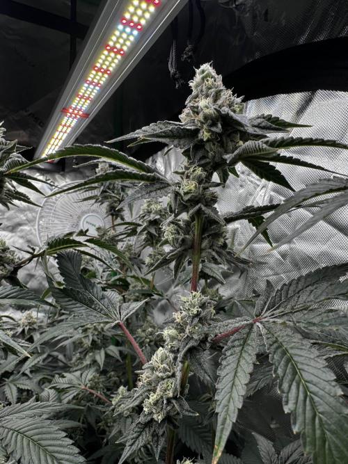 winter wonderland. Week 7 - day 49 | 12/2