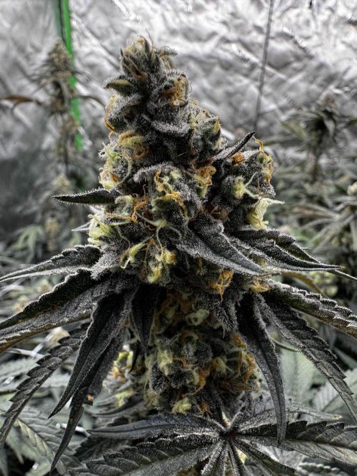 winter wonderland. Week 7 - day 49 | 12/2