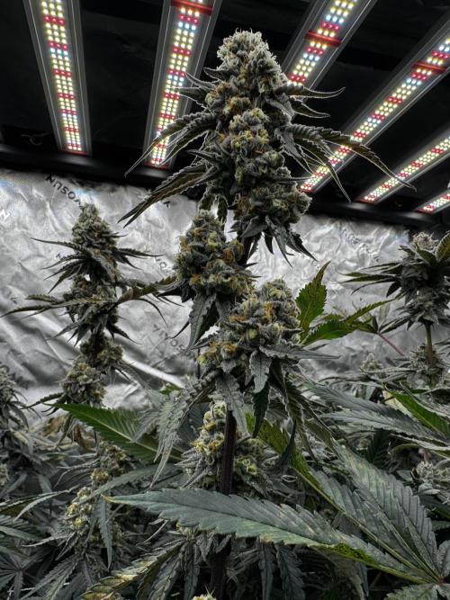 winter wonderland. Week 7 - day 49 | 12/2