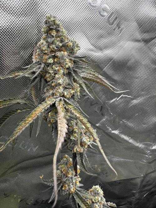 winter wonderland. Week 7 - day 49 | 12/2