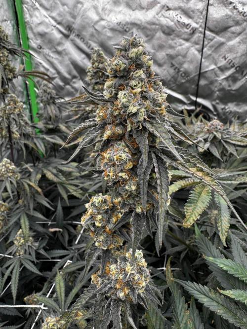 winter wonderland. Week 7 - day 49 | 12/2