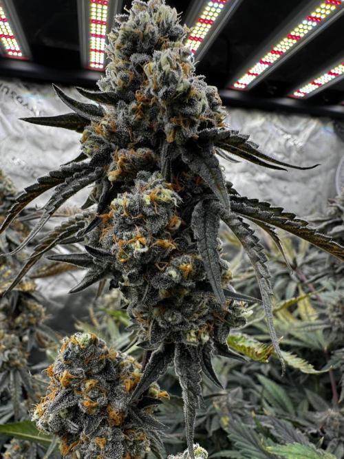 winter wonderland. Week 7 - day 53 | 12/6