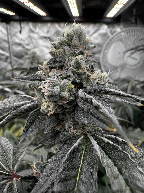 winter wonderland. Week 7 - day 53 | 12/6