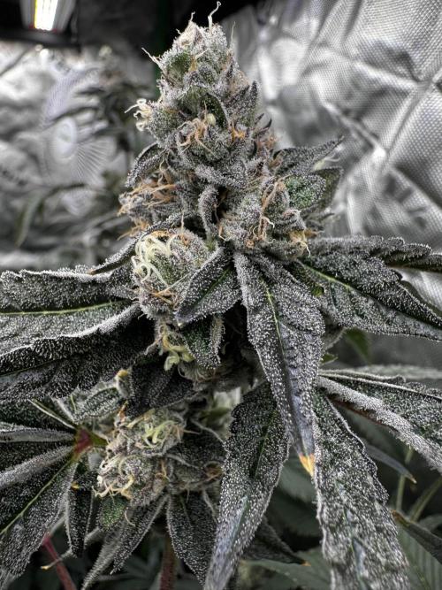 winter wonderland. Week 7 - day 53 | 12/6