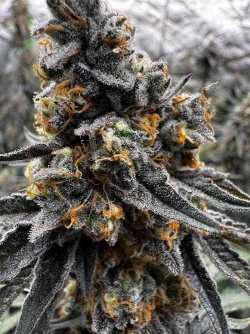 winter wonderland. Week 7 - day 53 | 12/6