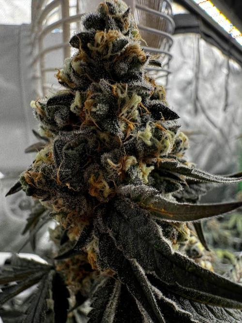 winter wonderland. Week 7 - day 53 | 12/6