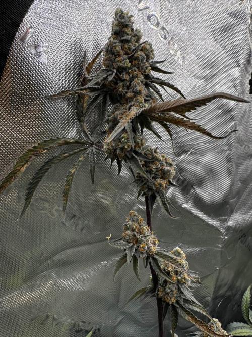 winter wonderland. Week 7 - day 53 | 12/6