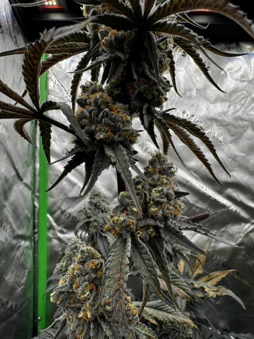 winter wonderland. Week 7 - day 53 | 12/6