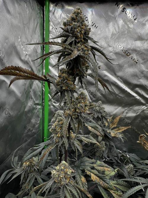 winter wonderland. Week 7 - day 53 | 12/6