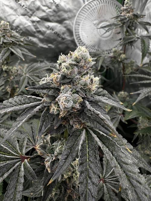 winter wonderland. Week 7 - day 55 | 12/8