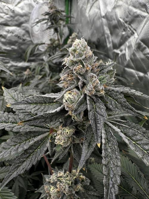 winter wonderland. Week 7 - day 55 | 12/8