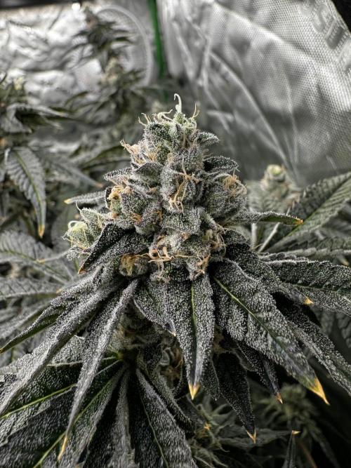 winter wonderland. Week 7 - day 55 | 12/8