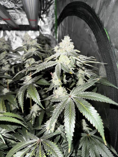 winter wonderland. Week 7 - day 55 | 12/8