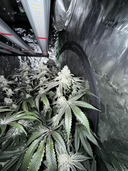 winter wonderland. Week 7 - day 55 | 12/8