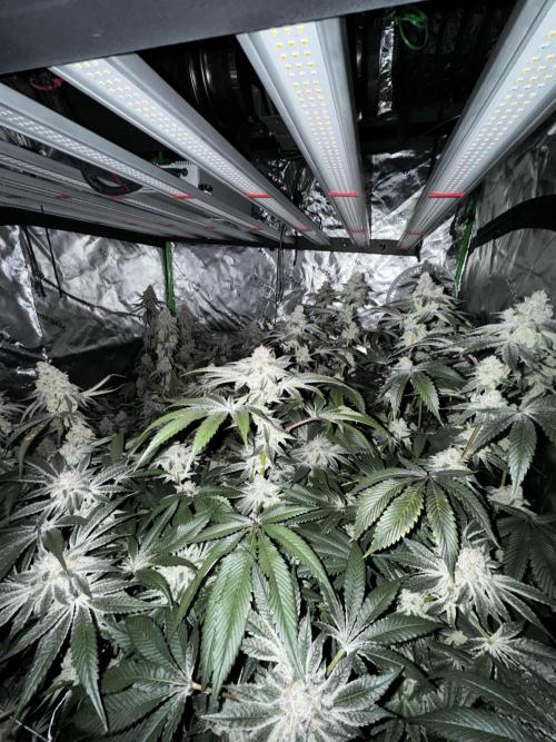 winter wonderland. Week 7 - day 55 | 12/8