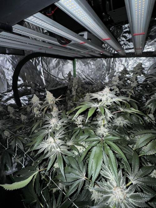 winter wonderland. Week 7 - day 55 | 12/8