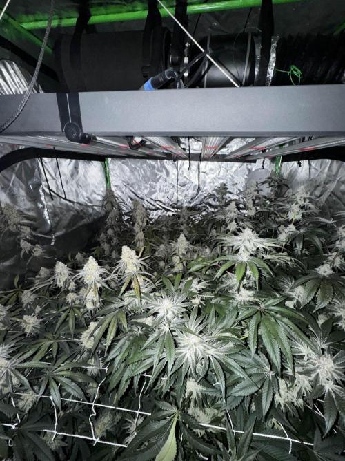 winter wonderland. Week 7 - day 55 | 12/8