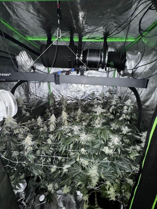 winter wonderland. Week 7 - day 55 | 12/8