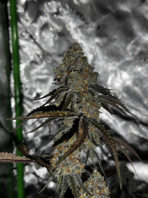 winter wonderland. Week 7 - day 55 | 12/8