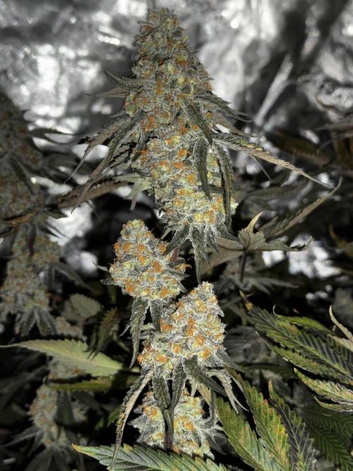 winter wonderland. Week 7 - day 55 | 12/8