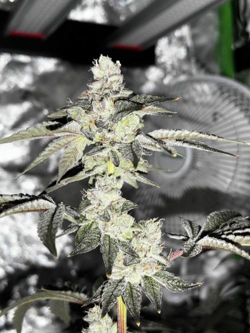 winter wonderland. Week 7 - day 55 | 12/8