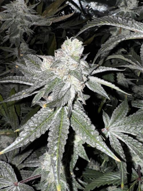 winter wonderland. Week 7 - day 55 | 12/8