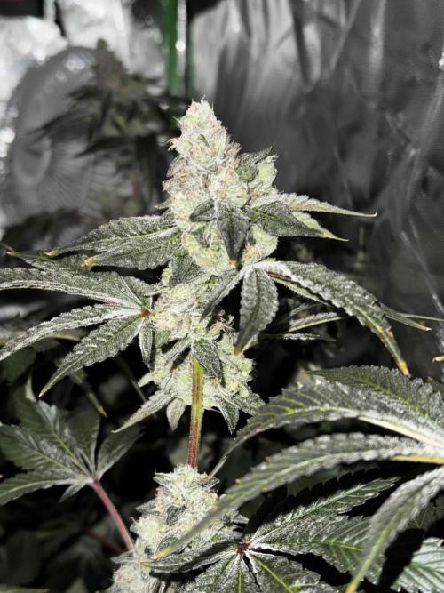 winter wonderland. Week 7 - day 55 | 12/8