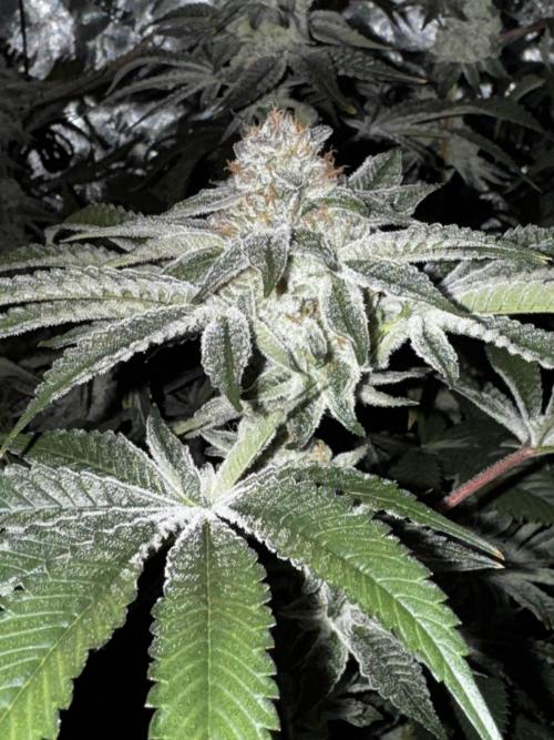 winter wonderland. Week 7 - day 55 | 12/8