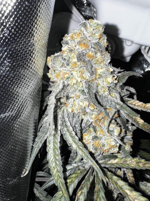 winter wonderland. Week 7 - day 55 | 12/8