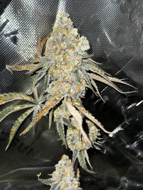 winter wonderland. Week 7 - day 55 | 12/8