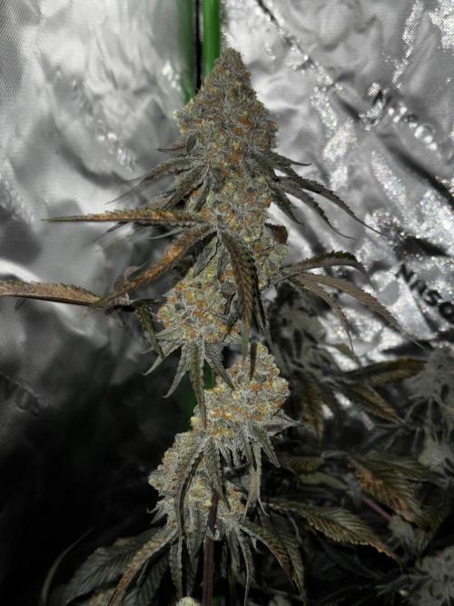 winter wonderland. Week 7 - day 55 | 12/8