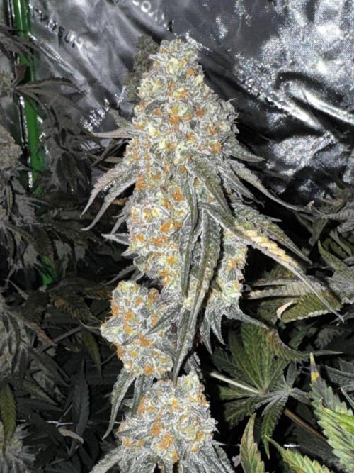 winter wonderland. Week 7 - day 55 | 12/8