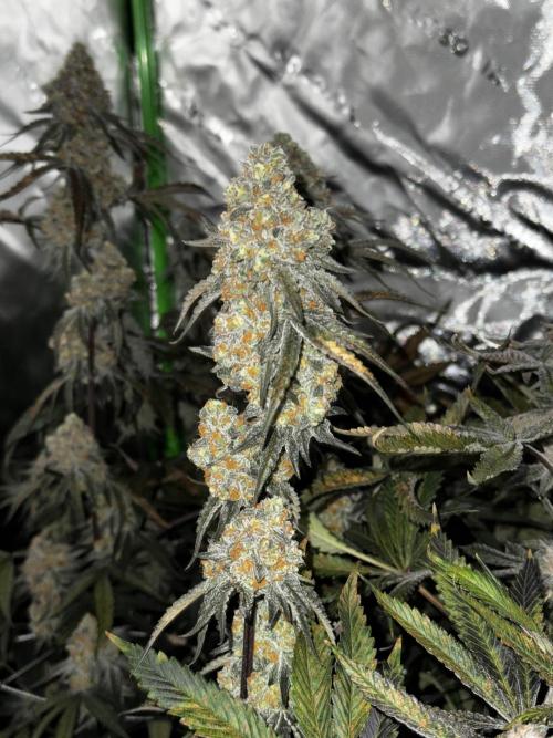 winter wonderland. Week 7 - day 55 | 12/8