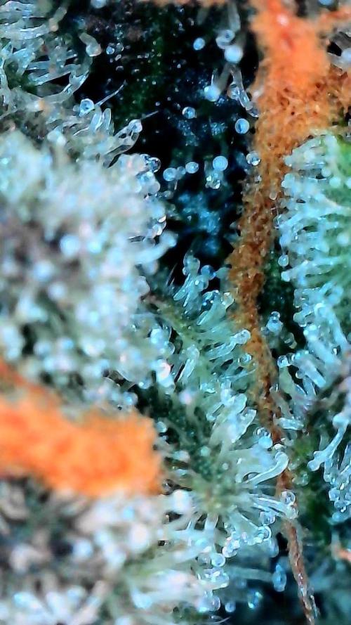 winter wonderland. Week 8 - Day 61 | 12/14