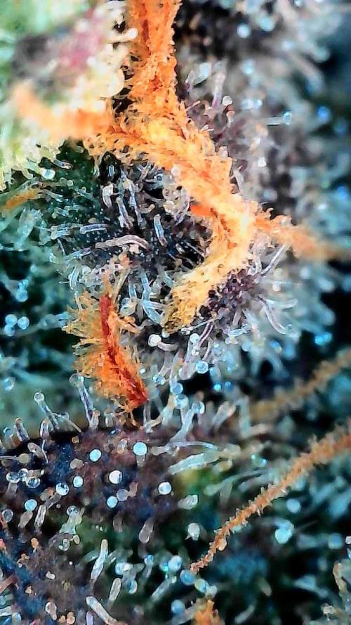 winter wonderland. Week 8 - Day 61 | 12/14