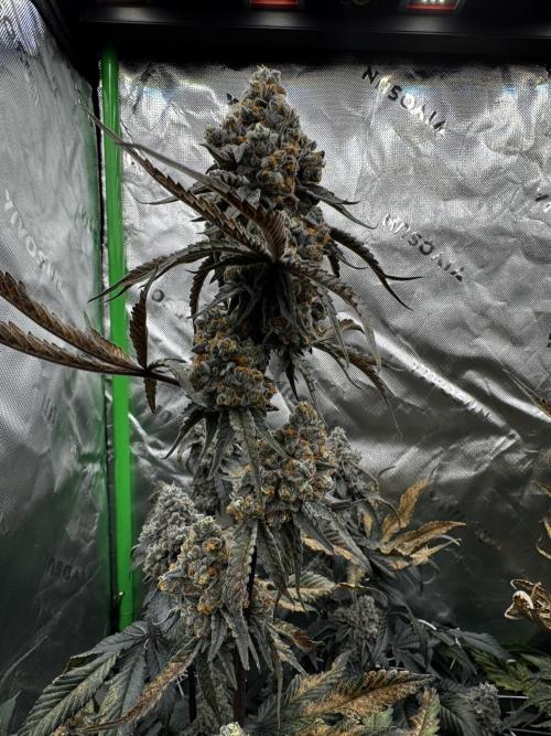 winter wonderland. Week 8 - Day 61 | 12/14