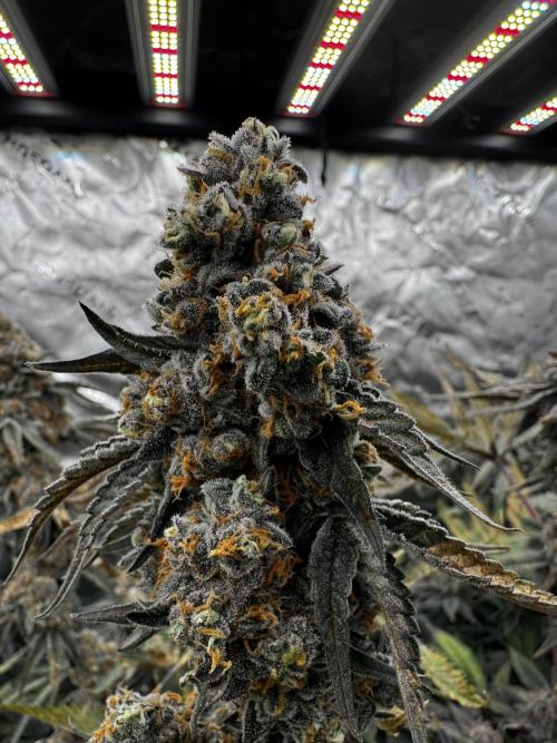 winter wonderland. Week 8 - Day 61 | 12/14