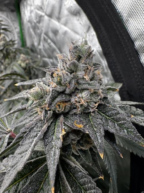 winter wonderland. Week 8 - Day 61 | 12/14