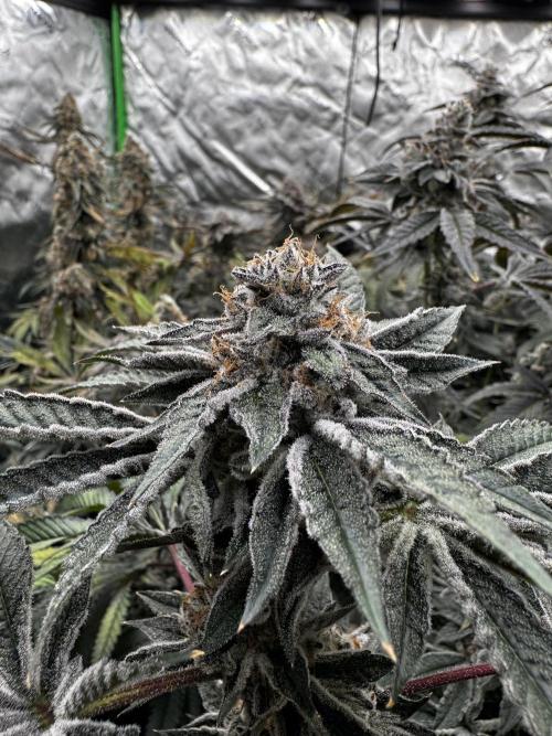 winter wonderland. Week 8 - Day 61 | 12/14