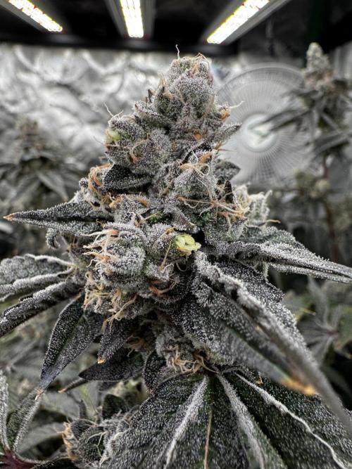 winter wonderland. Week 8 - Day 61 | 12/14