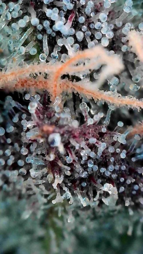 winter wonderland. Week 8 - Day 61 | 12/14